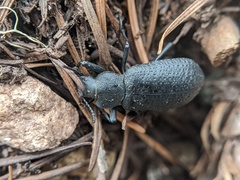 Iphthiminus serratus