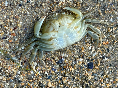 European Green Crab