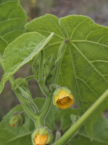 velvetleaf
