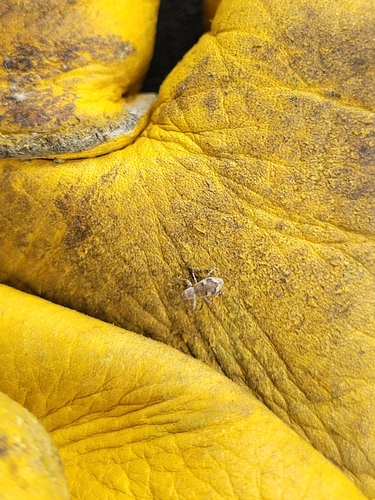 Double-banded Broad-nosed Weevil