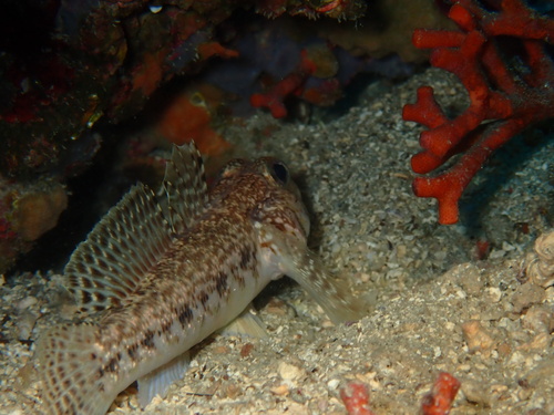 Slender Goby