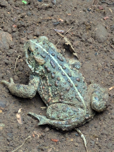 Western Toad