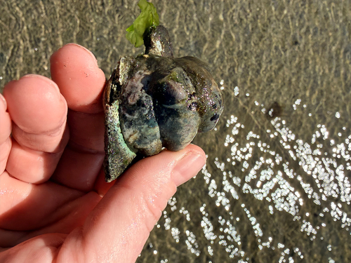 Common Atlantic Slippersnail