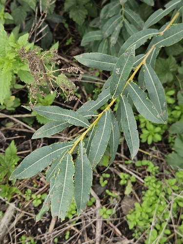 Purple Willow