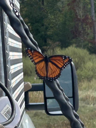 Viceroy