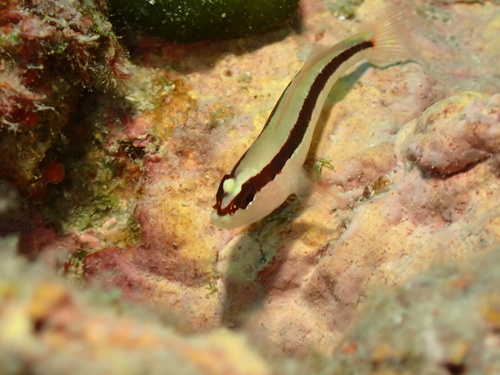 Striped Goby