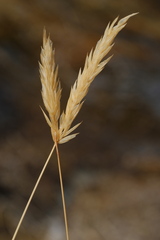 Anthoxanthum odoratum