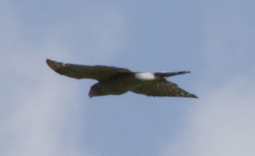 Cooper's Hawk