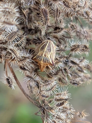 Ancyrosoma leucogrammes