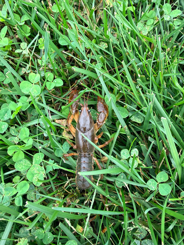 Paintedhand Mudbug