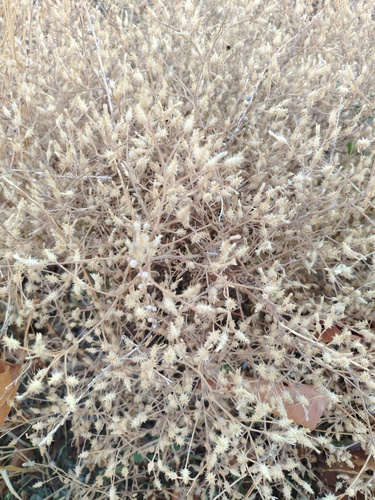 diffuse knapweed