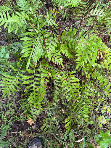 netted chain fern
