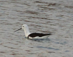 Cladorhynchus leucocephalus