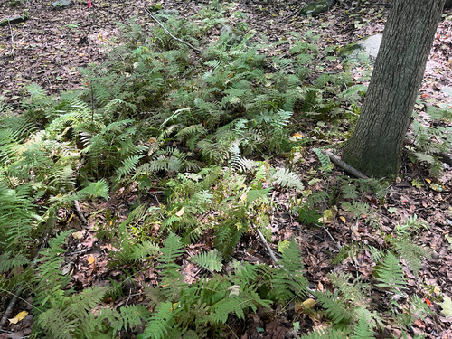 New York fern