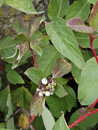 red osier dogwood