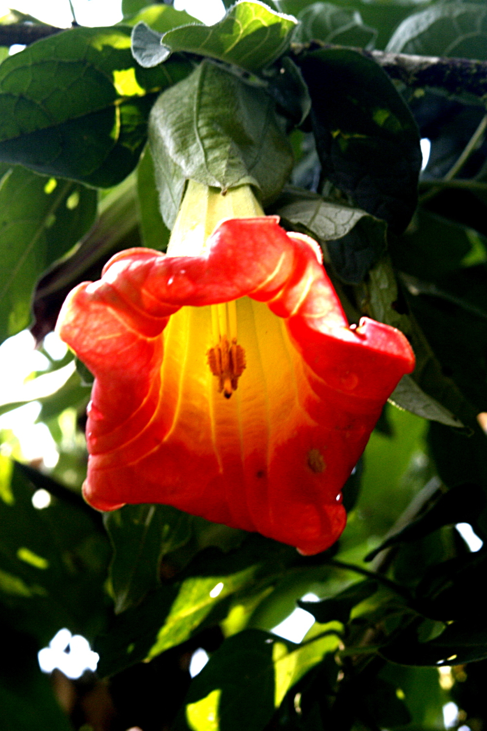Floripondio Trompeta de Ángel (Brugmansia sanguinea) · NaturaLista Colombia