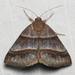 Woodland Chocolate Moth - Photo (c) mikehanson11, some rights reserved (CC BY-NC), uploaded by mikehanson11