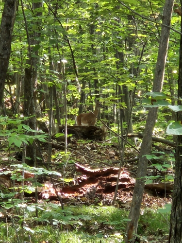 White-tailed Deer