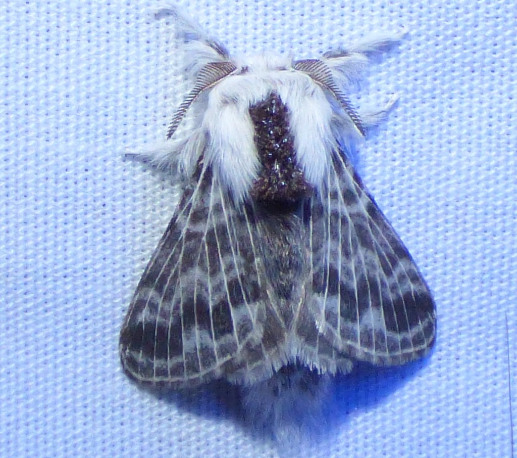 Small Tolype