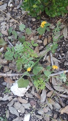 Malvastrum aurantiacum