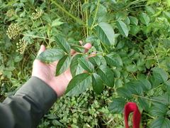 Aralia hispida
