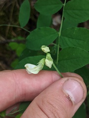 Lathyrus ochroleucus