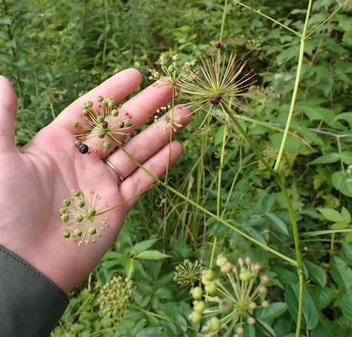 Aralia hispida, photograph 1
