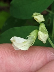 Lathyrus ochroleucus