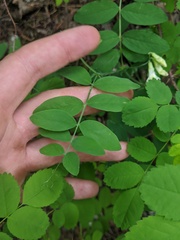 Lathyrus ochroleucus
