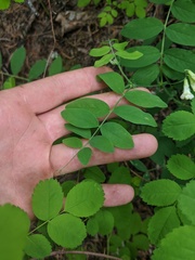 Lathyrus ochroleucus