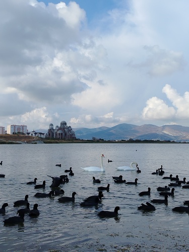 Eurasian Coot