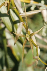 Vandoideae