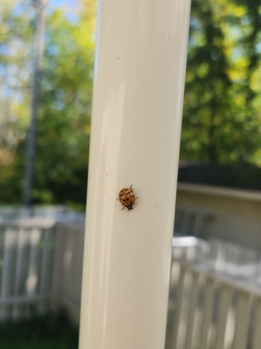 Asian Lady Beetle