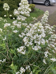 Centranthus ruber