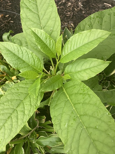 American pokeweed