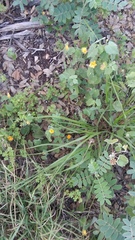 Malvastrum aurantiacum