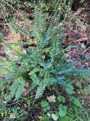 Christmas fern