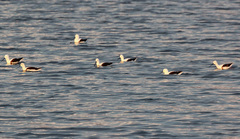 Cladorhynchus leucocephalus
