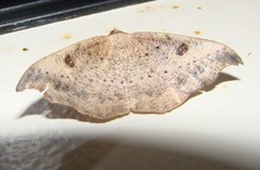 Sarisa muriferata