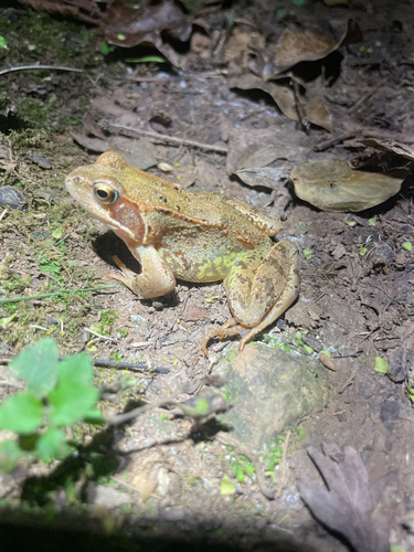 European Common Frog