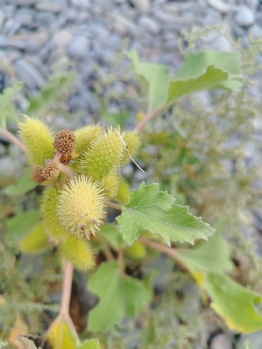 common cocklebur