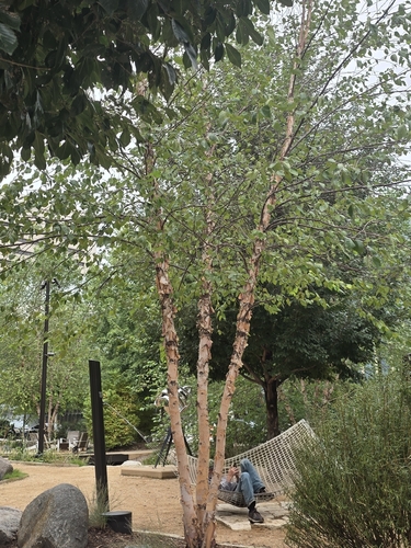 river birch