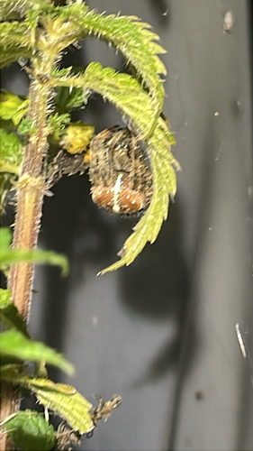 Cross Orbweaver