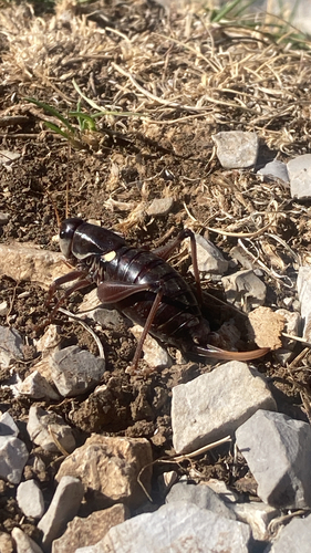Ghiliani's Alpine Bush-cricket