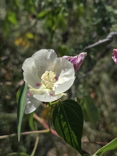 Gossypium thurberi