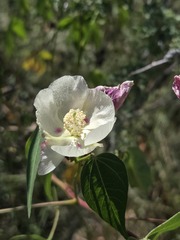 Gossypium thurberi