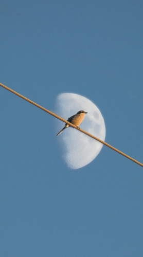 Iberian Grey Shrike