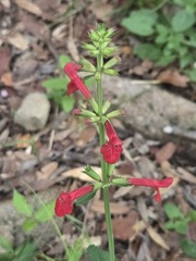 Stachys coccinea