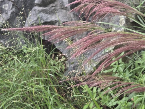 Muhlenbergia emersleyi