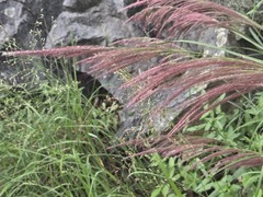Muhlenbergia emersleyi